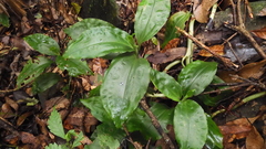 Goodyera rubicunda