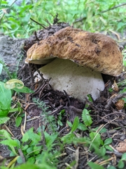 Boletus edulis grandedulis