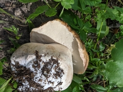 Boletus edulis grandedulis