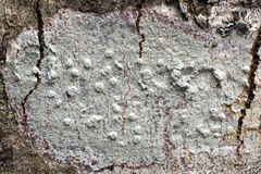 Pertusaria macounii