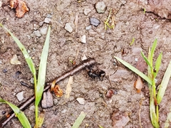 Camponotus saxatilis