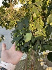 Magnoliopsida