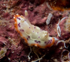 Goniobranchus decorus