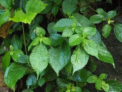Boehmeria pilosiuscula