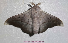 Procinnus