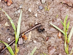 Camponotus saxatilis