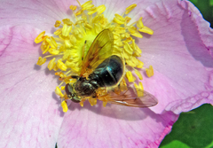 Blera armillata