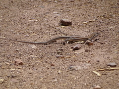 Aspidoscelis sonorae