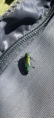 Buprestis confluenta