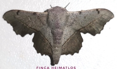 Druentica