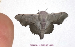 Druentica