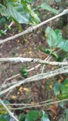 Micrathena saccata