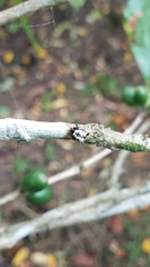 Micrathena saccata