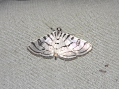 Conchylodes ovulalis