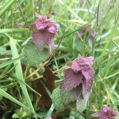 Lamium purpureum purpureum