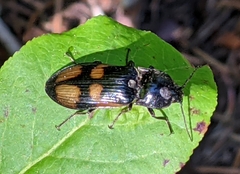 Selatosomus suckleyi