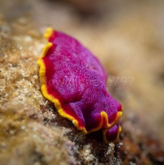 Pseudoceros ferrugineus