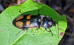 Selatosomus suckleyi