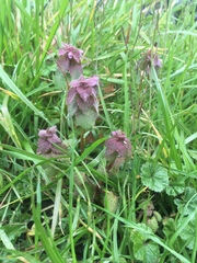 Lamium purpureum purpureum