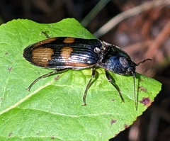 Selatosomus suckleyi