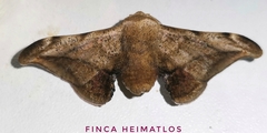 Gonogramma