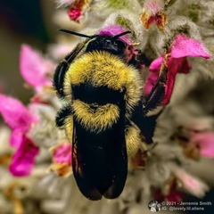 Bombus fervidus