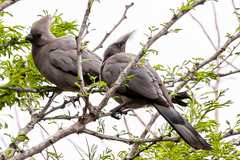 Corythaixoides concolor concolor