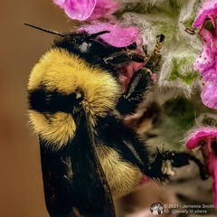 Bombus fervidus