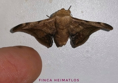 Gonogramma