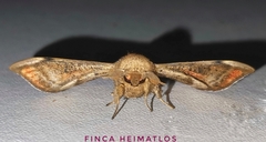 Gonogramma