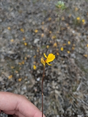 Utricularia cornuta