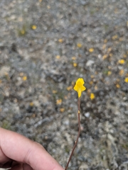 Utricularia cornuta