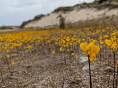 Utricularia cornuta