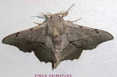 Druentica