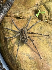 Dolomedes gertschi