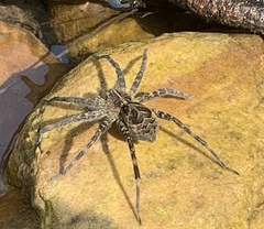 Dolomedes gertschi