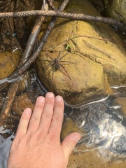 Dolomedes gertschi