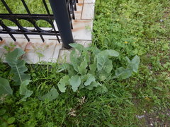 Armoracia sisymbrioides