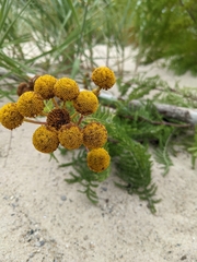 Tanacetum bipinnatum