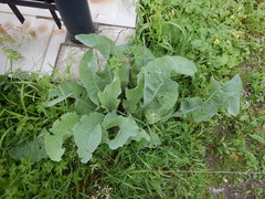 Armoracia sisymbrioides