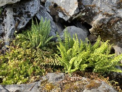 Asplenium adulterinum