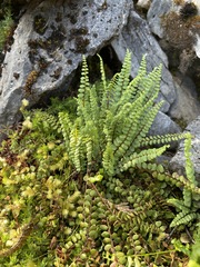 Asplenium adulterinum