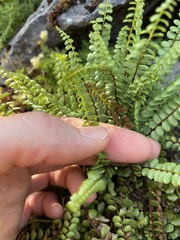 Asplenium adulterinum