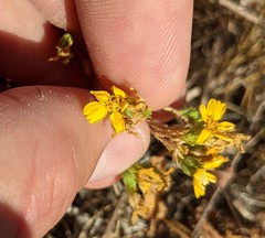 Deinandra pentactis