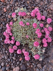 Eriogonum ovalifolium rubidum