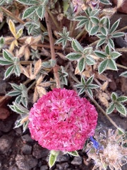 Eriogonum ovalifolium rubidum