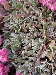 Eriogonum ovalifolium rubidum