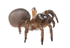Aliatypus erebus