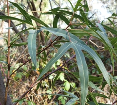 Brachychiton populneus