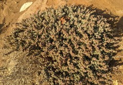 Extriplex californica